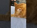 who could dislike him 😳😳😳 cat pets cute