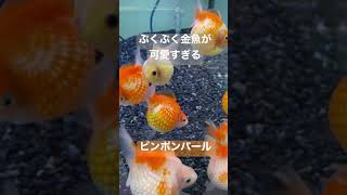 ぷくぷくの金魚が可愛すぎる【ピンポンパール】