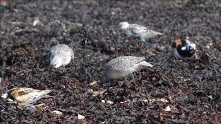 Red Knots feeding and resting on James Bay