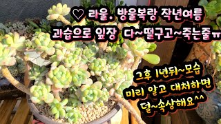 다육이 습성 미리알고 키우면  ♥ 아파도 덜~속상해요^^~#옥상다육#방울복랑#라울