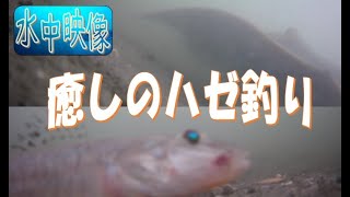 【水中映像】癒しのハゼ釣り！ハゼ接写！ヒットシーン満載！