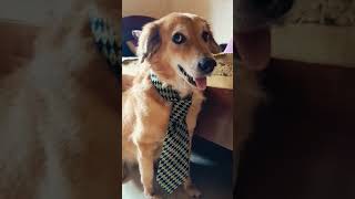 Funny dog..ආඩම්බරකාර බොස් නිදිමතේ..😍 ඒ ලැජ්ජාව 🤭#dog #music  #reaxingmusic #goldenretriever  #shorts