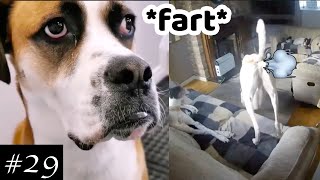 Farting Dogs Compilation 🐶😂 | Funny Farting Dogs Reaction HD