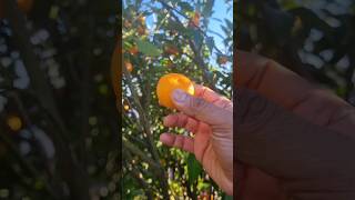 ഇവിടെ ഇത് ഇഷ്ടം പോലെ ഉണ്ട് #australia #nature #fruit #orange #exploreaustralia