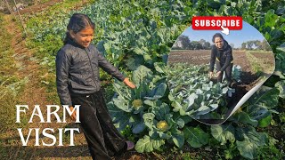 First Farm Visit in Amravati | Fresh Harvesting   in a winter morning | Biggest spinach leaves