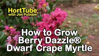 How to grow Berry Dazzle® Dwarf Crape Myrtle - Burgundy-Red Foliage and Fuchsia Blooms