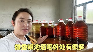 雄蠶蛾泡酒喝作用真厲害，很少人知道，學會了記得感謝我【乡土小菲菲】