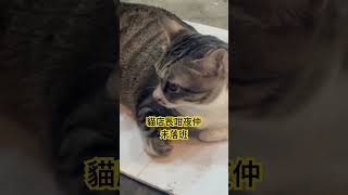 貓店長晚上10點還在站崗🥹🤭😅 #hongkong #香港 #cat #cutecat #貓店長 #貓 #貓咪