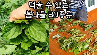 산, 들에서 자라는🌿 봄나물 30종류(산나물, 들나물, 약초) 먹을 나물 함께 캐요