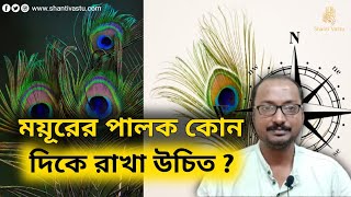 ময়ূরের পালক কোন দিকে রাখা উচিত || ময়ূরের পালকের উপকারিতা