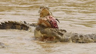 Huge Mara River crocodiles catch a wildebeest!!