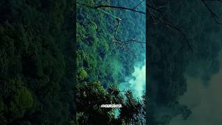 Amazon forest  #amazonforestfacts              #facts #ytshorts #sciencefacts