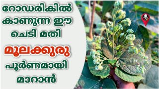 വേദനയില്ലാതെ പൈൽസ് മാറ്റാനുള്ള ഫലപ്രദമായ വിദ്യ | How to cure piles | moolakkuru treatment malayalam