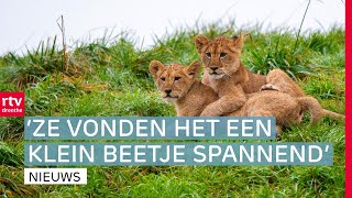 Leeuwenwelpjes gaan voor het eerst naar buiten \u0026 extra cameratoezicht na twee explosies | Drenthe Nu