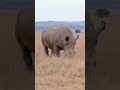 Rhinos: The Most Misunderstood Animals#viral #shorts #share