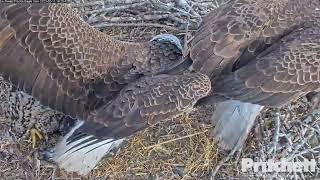 SWFL Bald Eagles: 🦅 M15 ejects bold intruder from nest, protecting eaglets 🦸 2023 Feb 11