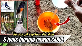 Dahsyat Ramuan ini BURUNG CABUL 100% SEMBUH TOTAL‼️Untuk semua jenis burung