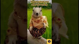 How Squirrel See After Grooming || #squirrel #grooming #shorts #viral