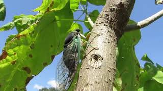 Cicada Tree Cricket Call HD Video