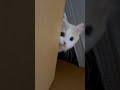 独特な驚かせ方をする猫 shorts