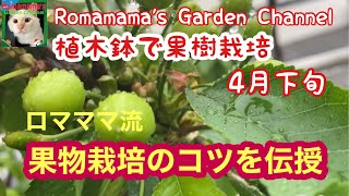 【家庭菜園】プランターで果樹栽培のポイント　#葡萄栽培　＃桃栽培