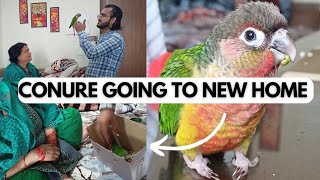 The Ultimate Yellow-Sided Conure Makeover!