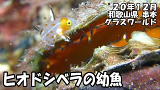 ヒオドシベラ（’２０年１２月　和歌山県串本）