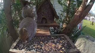 Mouse Gives Squirrel a Sniff || ViralHog