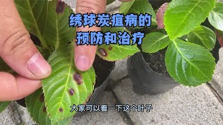 夏季是绣球炭疽病高发期，本期从预防和治疗两方面讲一下