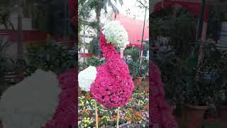 #Pune #Sambhaji Park Flower Exhibition