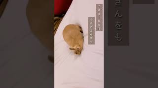 Yogiboはウサギをダメにするクッション!?#shorts #うさぎ #bunny