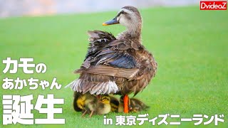 ディズニーランドでカモの赤ちゃんが生まれました