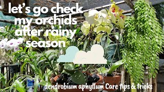 Update...Let's go check my Orchids after rainy season & dendrobium aphyllum care tips & tricks.