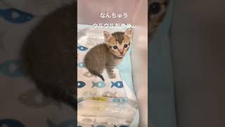 うるきゅる100%すぎるおめめの子猫ちゃん。推定生後3~4週間の保護猫の赤ちゃんです。