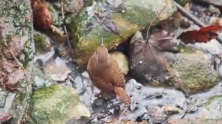 ミソサザイ Eurasian Wren