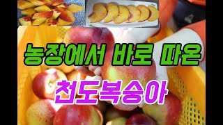 천도복숭아 농장직송으로 재 배송해 주셔서 감사합니다. 오장의 철저한 사후관리가 너무 마음에 들고 감사합니다다.