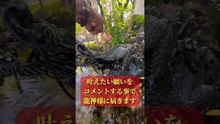 ⚠️偶然見た人幸運※この動画に辿り着いた貴方の願いを龍神様が叶えます✨【水かけ龍神】#願いが叶う #龍神様 #運気上昇 #パワースポット #遠隔参拝 #スピリチュアル