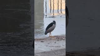 #새#탐조#탐조일기#해오라기#black-crowned njght heron#백로과#Nycticorax nycticorax#수원#일월저수지#산책#