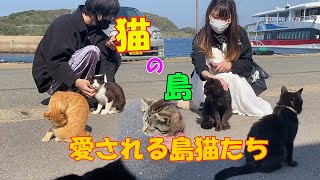 猫の島・相島（あいのしま）愛される島猫たち