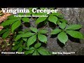 ⟹ Virginia Creeper | Parthenocissus quinquefolia | Be careful with this plant and here's why!