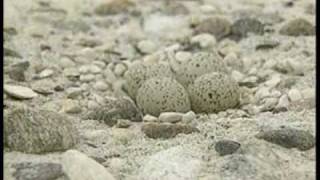 The Piping Plover