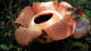 TIMELAPSE BUNGA RAFFLESIA