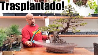 Espectacular BONSAI Olmo de Bernardo - TRASPLANTADO!