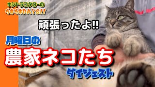 【月曜日の農家ネコたち】わがままボディな農家ネコたち🐈‍⬛🐈