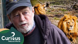 An Owner Who Looks After 200 Big Cats! | Predator Pets | Curious?: Natural World