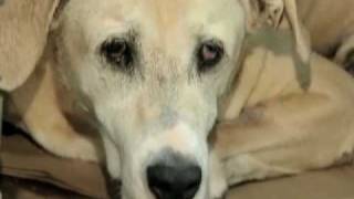 DOGPILE.COM