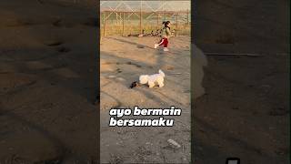 Anjing putih lucu bermain kejar-kejaran dengan para bebek #momen #funnyvideo