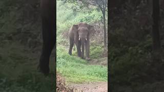 കാട്ടാനയും ഞാനും മുഖാമുഖം | കുട്ടിശങ്കരൻ |ചിറ്റാറിൽ കാട്ടാന വന്നു | ഊരാം പാറയിൽ കാട്ടാന |