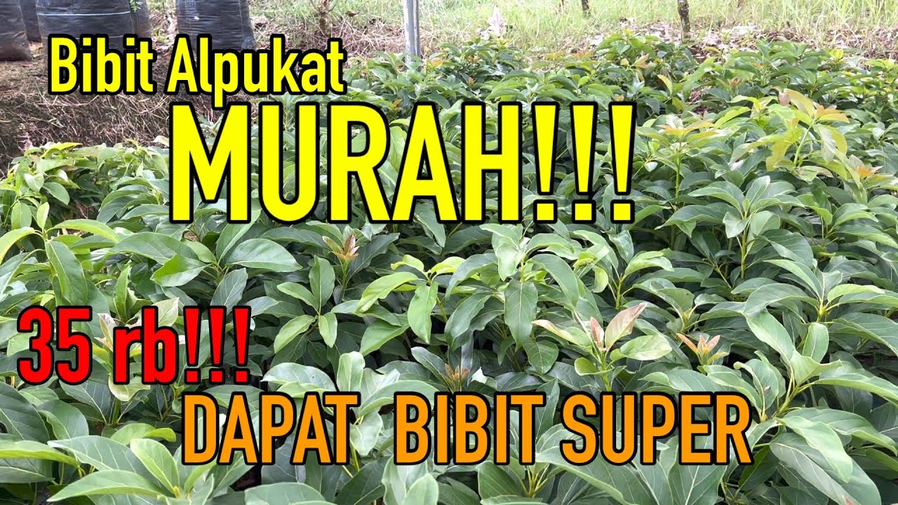 BIBIT ALPUKAT MURAH - YouTube