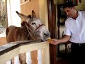 pancho the drinking donkey